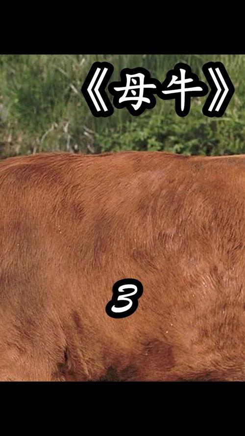 母牛电影在线播放,在线观看，感受温情与成长的独特魅力