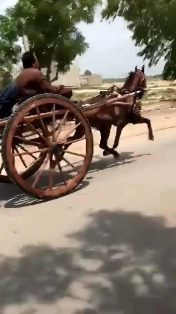 日本赤兔马,传奇战马的历史与传奇