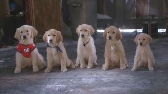 免费雪狗兄弟在线观看,冬日欢乐动画盛宴